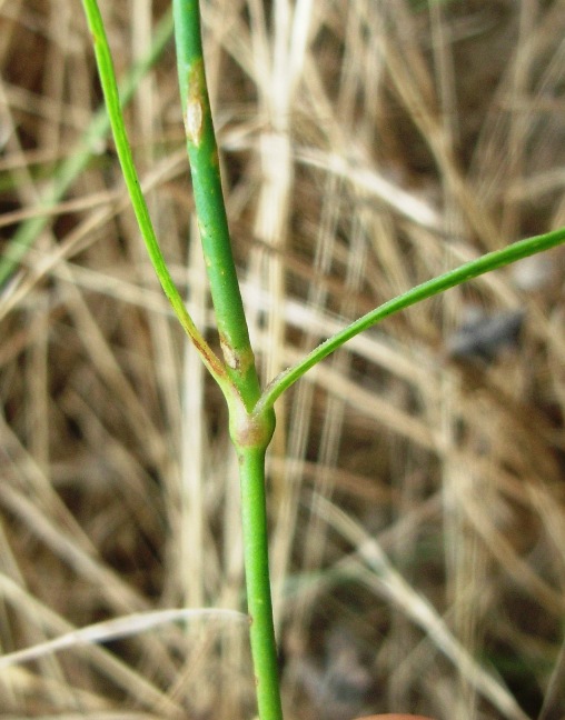 Altro Dianthus